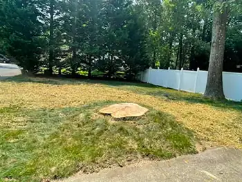 Tree Removal and Cutting